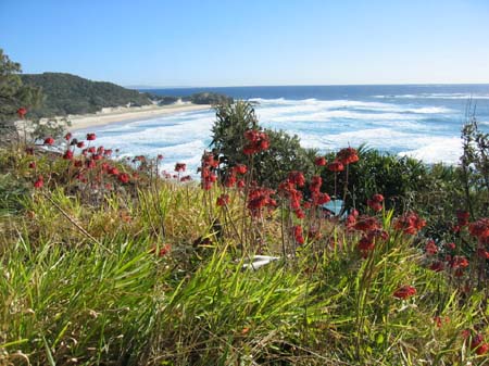 02b Gorge walk morning glory