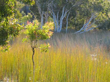 09f Brown lake landscape 3